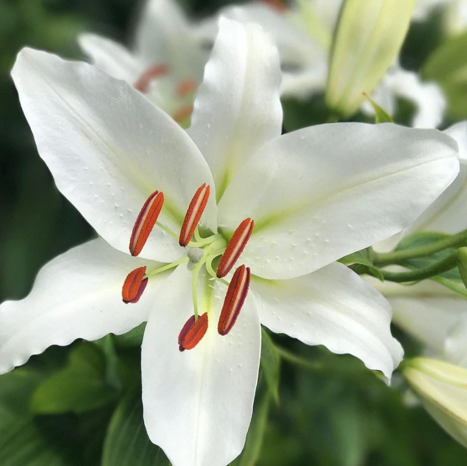 Lilium Oriental 'Casablanca'